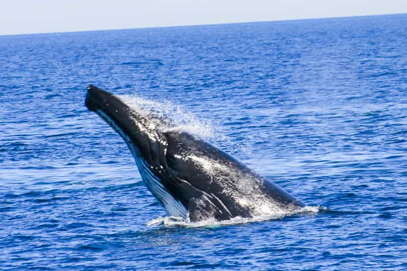 boston whale watching cruise