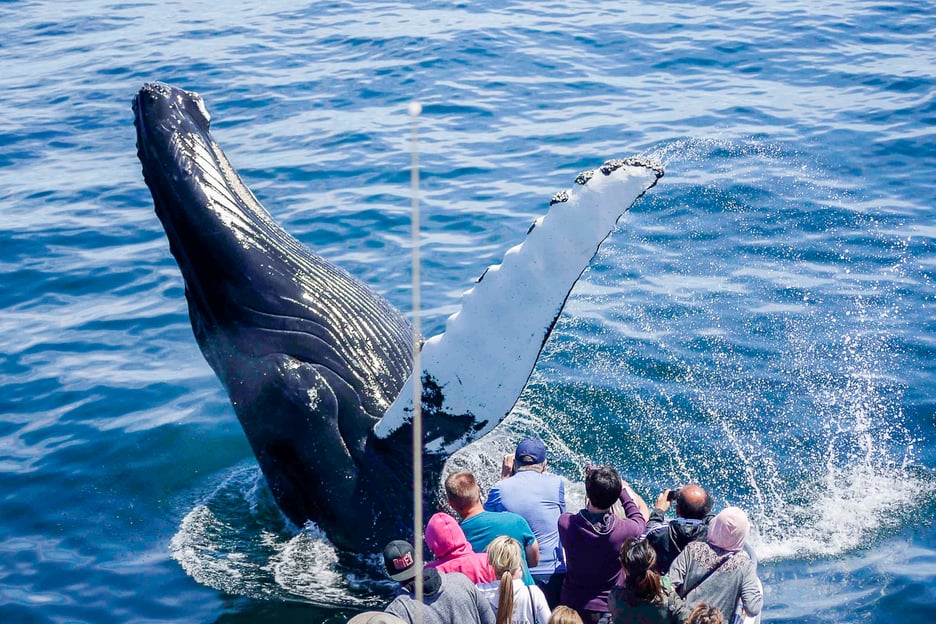 Boston : croisière d&#039;observation des baleines en catamaran