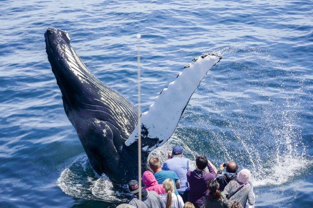 Visit Boston Whale Watching Catamaran Cruise in Boston, MA, USA