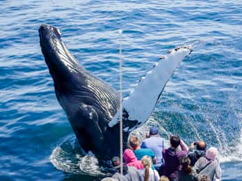 Boston: Whale Watching Katamaran-Bootsfahrt Boston: Whale Watching Katamaran-Bootsfahrt