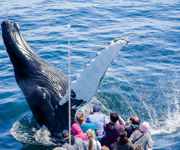Boston: Whale Watching Catamaran Cruise