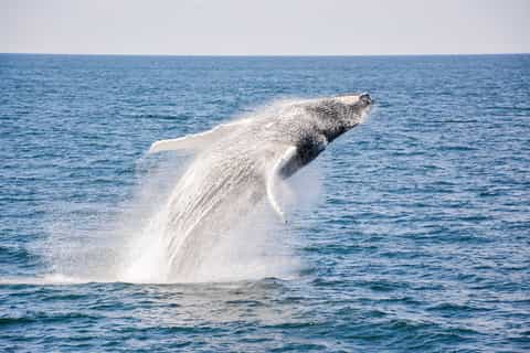 Boston: Whale Watching Catamaran Cruise
