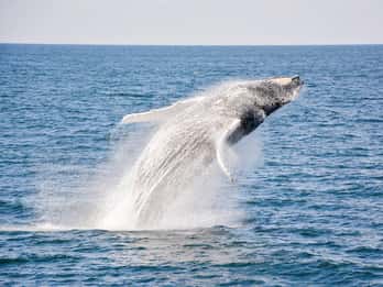 Boston: Whale Watching Katamaran-Tour Boston: Whale Watching Katamaran-Tour