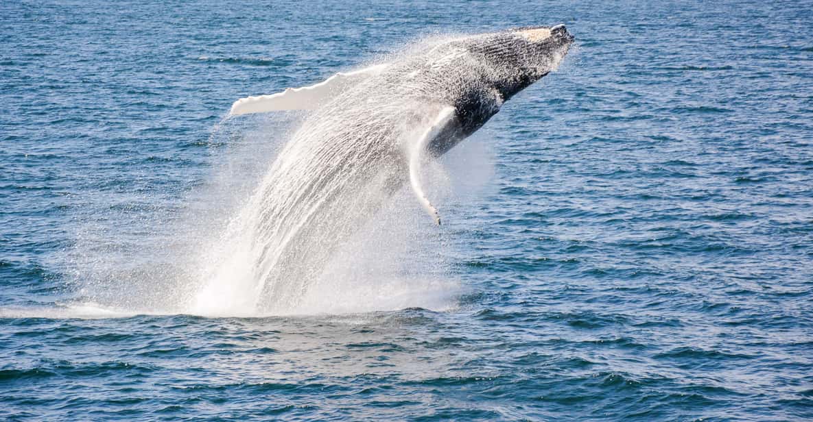 Boston: Whale Watching Catamaran Cruise
