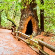 San Francisco: Muir Woods Redwoods und Weinland-Tour