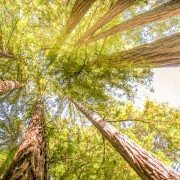 San Francisco: Muir Woods Redwoods und Weinland-Tour