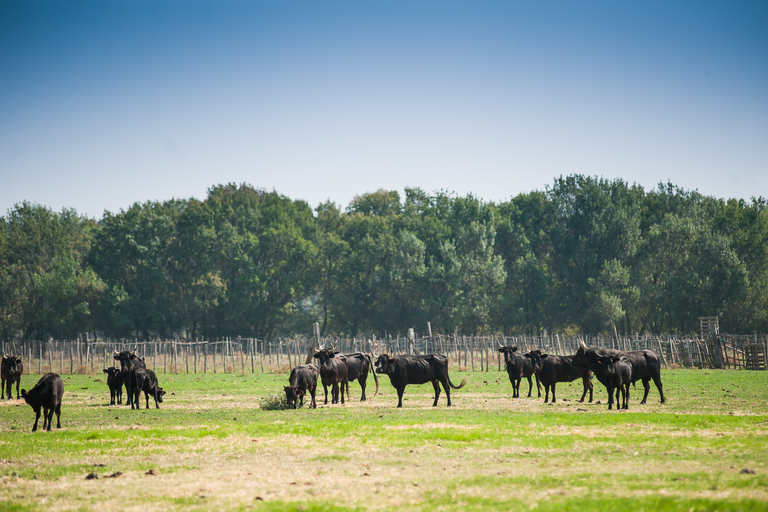 Camargue: Guided Electric Bike Tour