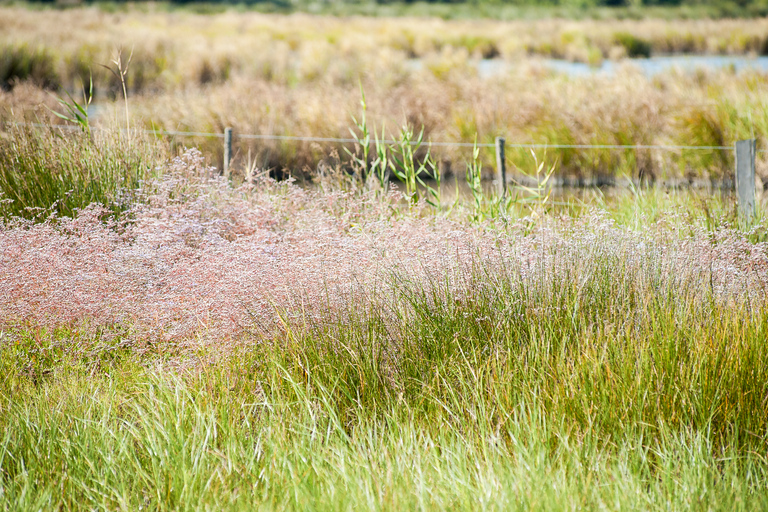 Camargue: Guided Electric Bike Tour