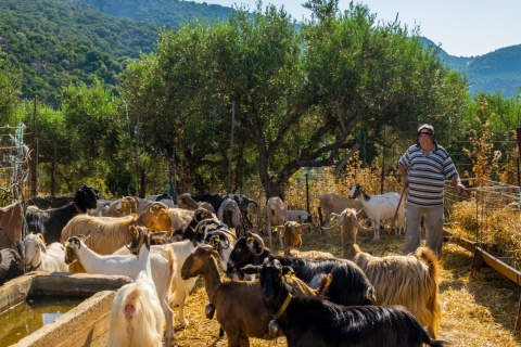 Crète: visite des montagnes Dikti et du plateau de Lasithi en SUV