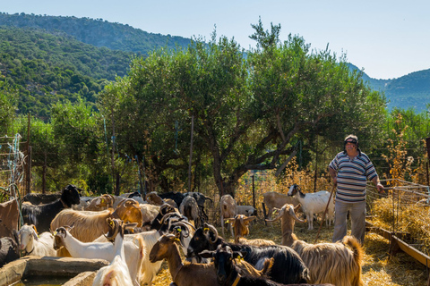 Crète: visite des montagnes Dikti et du plateau de Lasithi en SUV