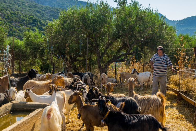 Creta: tour de las montañas Dikti y la meseta de Lasithi en todoterreno