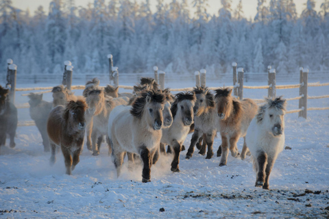 Pelkosenniemi: Morning Horse Ranch Experience with Guide