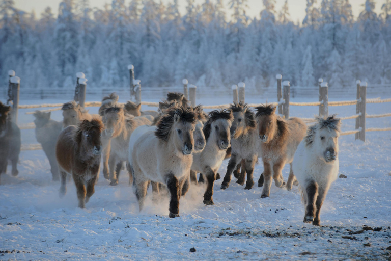 Pelkosenniemi: Morning Horse Ranch Experience with Guide