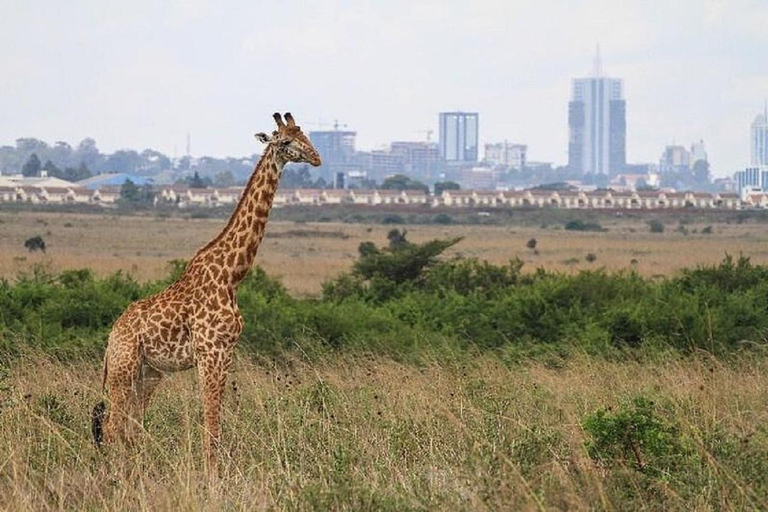 Parco nazionale di Nairobi Orfanotrofio degli elefanti e centro delle giraffe