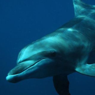 Puerto Vallarta: Excursión Delfines en libertad
