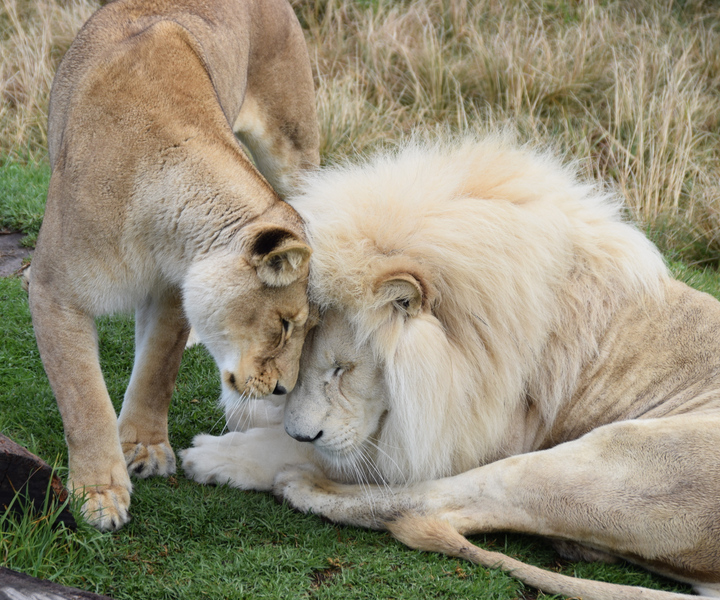 Plettenberg Bay: Cats in Conservation Full Day Tour