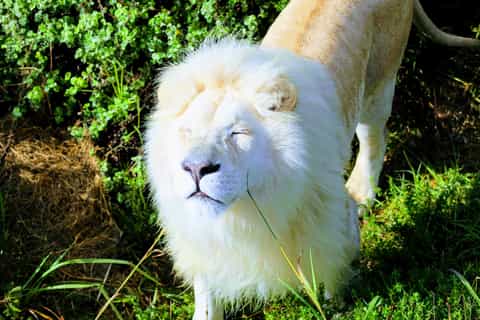 Plettenberg Bay: 1.5-Hour Wildlife Family Tour