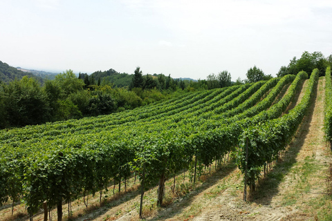 Da Napoli: Tour guidato Vesuvio-Pompei e degustazione di viniDa Napoli: tour enogastronomico della costiera sorrentina e vesuviana