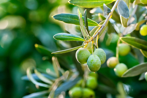 De Naples: visite œnologique et gastronomique de Sorrente et de la côte du Vésuve