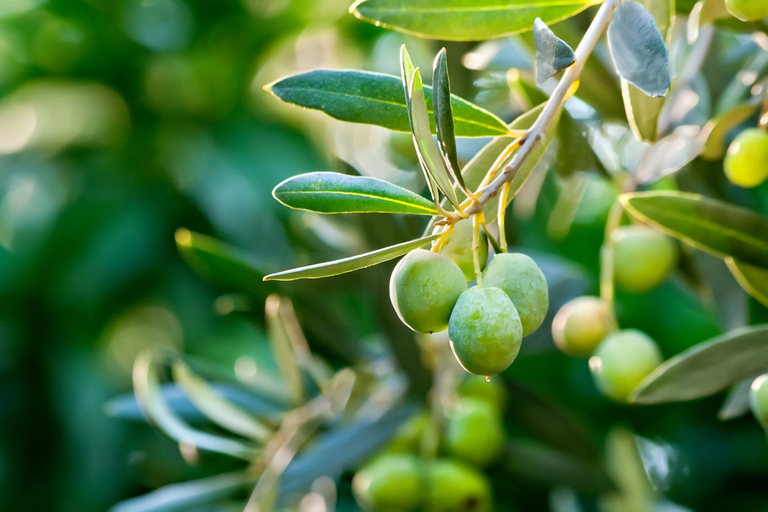 De Naples: visite œnologique et gastronomique de Sorrente et de la côte du Vésuve