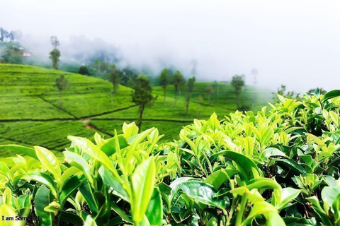 Desde Colombo: Excursión de 2 días a Nuwara Eliya y KandyOpción Hotel 4 Estrellas