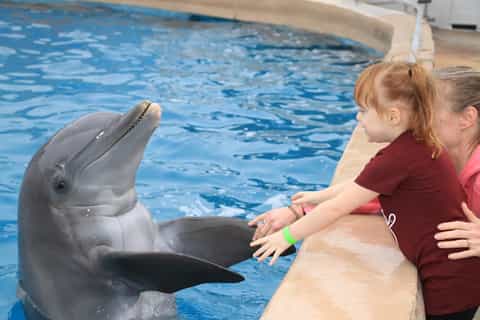 Gulf World Marine Park: Interactive Dolphin Experience