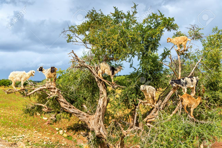 From Marrakech to Agadir : Private Day Trip With Cable car Standard Option