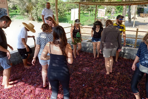 Depuis Ica ou Huacachina : visite du vignoble et de la cave artisanale de Tacama.