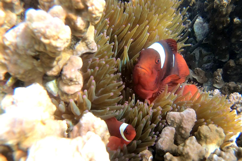 Palawan: Avontuur met doejong kijken en snorkelen op een eiland