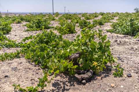 Santorini: Trzy winnice i jedna wycieczka po browarze z degustacjąPrywatna wycieczka