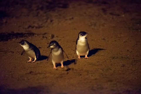 Från Melbourne: Puffing Billy-tåget &amp; Penguins Wildlife Tour