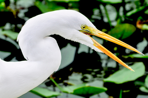 Miami: Open-Top Bus Tour, Biscayne Bay Cruise, & Everglades Miami Beach Meeting Point