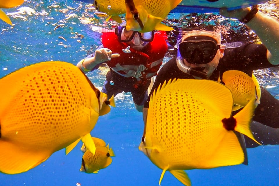 Maui Afternoon Snorkel to Coral Gardens or Molokini Crater