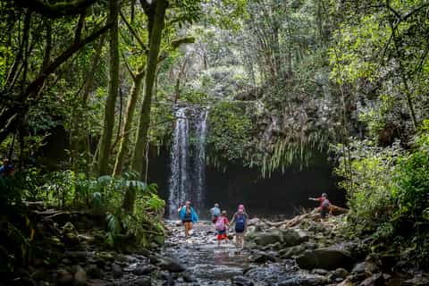 Maui: Waterfall & Rainforest Hiking Tour with Picnic Lunch
