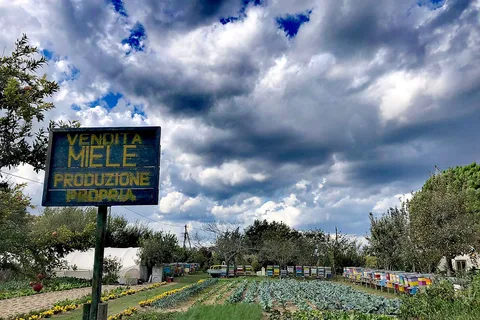 Venedig: Cykeltur Honey & artichockes på øen Sant'Erasmo