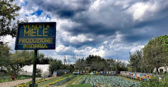 Venedig: Fahrradtour Honig & Artischocken auf der Insel Sant'Erasmo