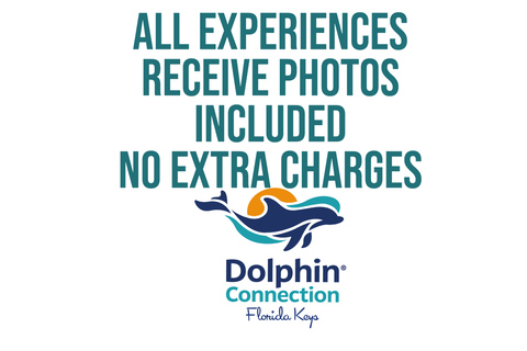 Florida Keys: Dockside Dolphin Experience