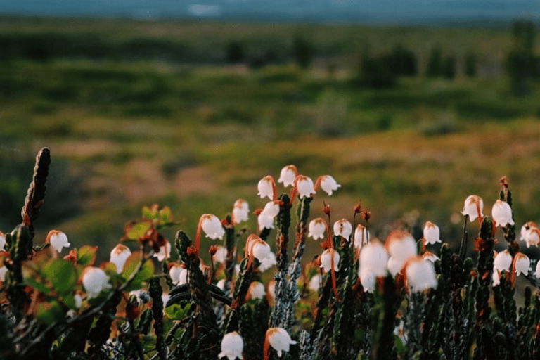 Denali: 5-Hour Guided Wilderness Hiking Tour Denali 4-Hour Hiking Tour