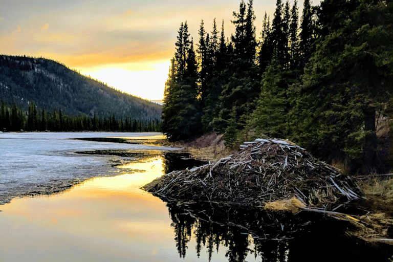 Denali: 5-Hour Guided Wilderness Hiking Tour Denali 4-Hour Hiking Tour
