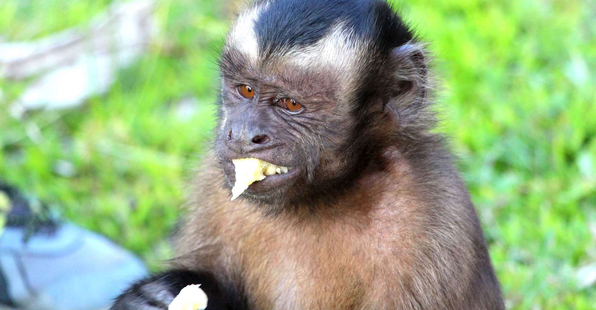 Iquitos, 2 Dias e 1 Noite Guiada Amazon Jungle Tour - Hizvo