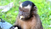 Iquitos, 2 Tage und 1 Nacht geführte Amazon Jungle Tour - Hizvo