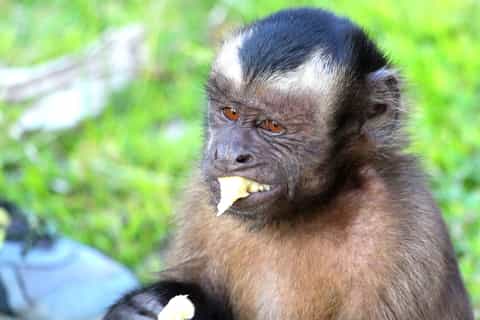 Iquitos: 2 Days and 1 Night Guided Amazon Jungle Tour