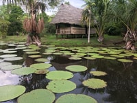 Iquitos, 2 Tage und 1 Nacht geführte Amazon Jungle Tour - Hizvo