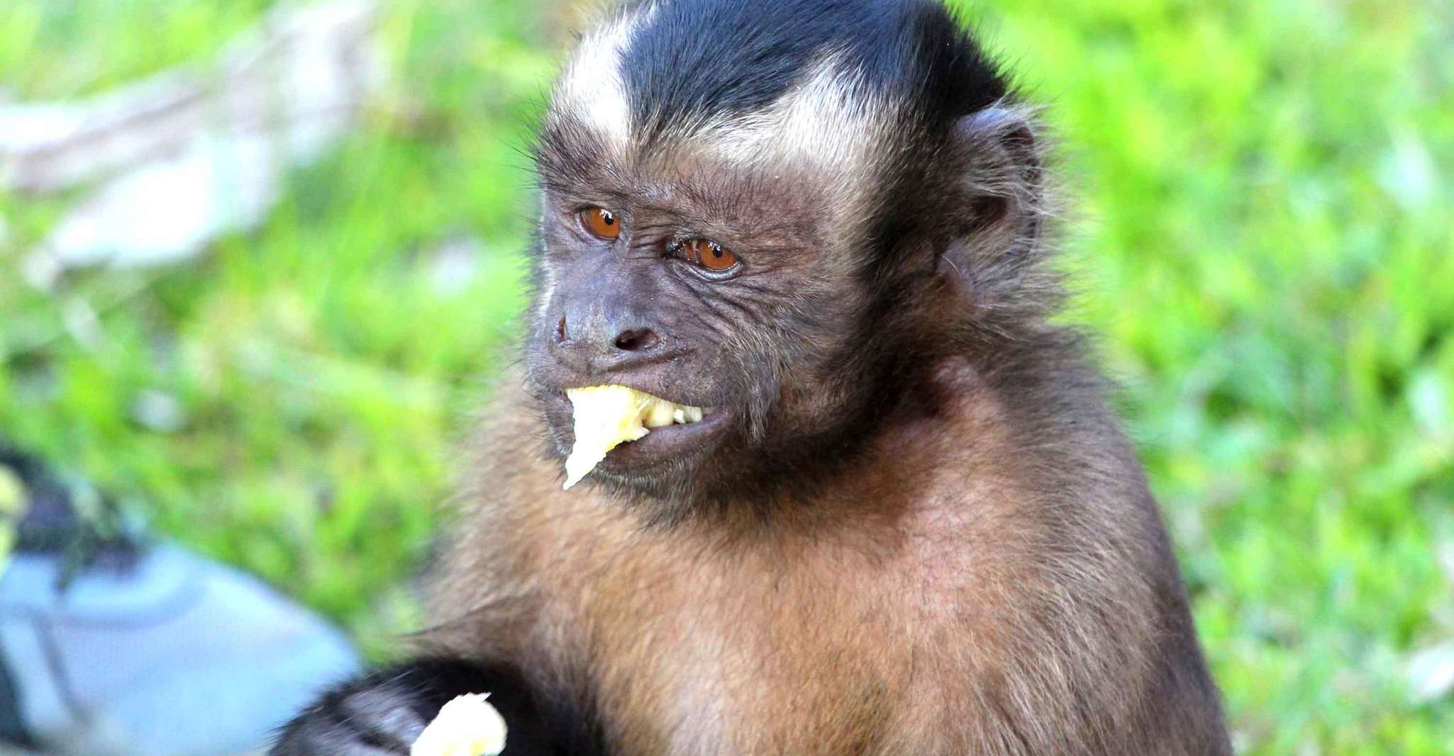 Iquitos, 3 Dias e 2 Noites Guiada Amazon Jungle Tour - Hizvo