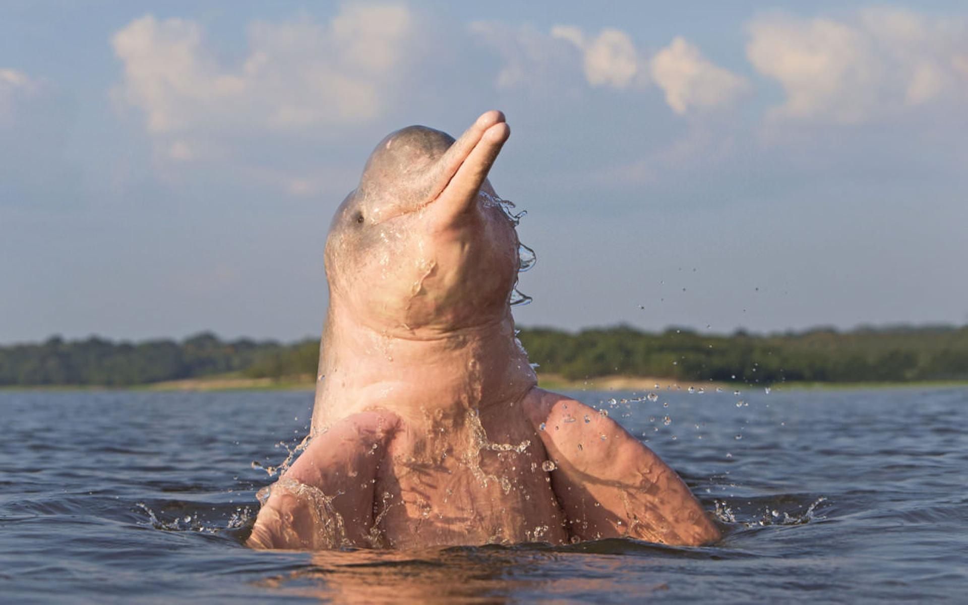 Iquitos: 3 Tage und 2 Nächte geführte Amazonas Dschungel Tour