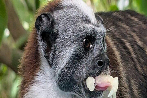 Panama City: Monkey Island, Sloth Sanctuary & Canal Tour