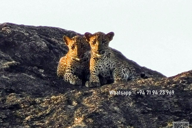 Safari à Yala avec poussette, avec prise en charge à Ella et dépose à Tangalle