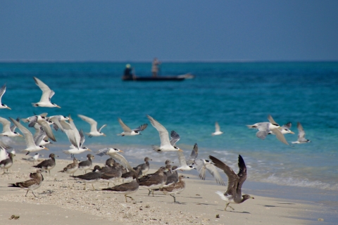 Sansibar Ganztageskreuzfahrt auf der Sandbank und InselGanztägige private Kreuzfahrt