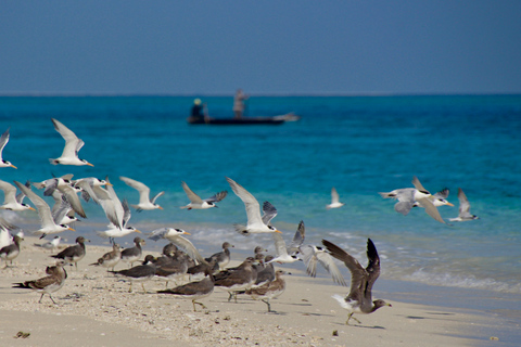 Zanzibar Full-Day Cruise on the Sandbank and Island Full-Day Private Cruise