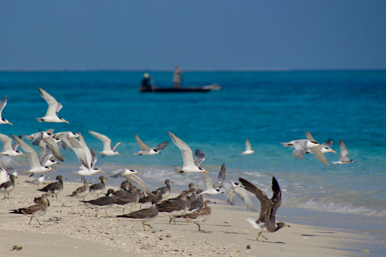 Zanzibar heldagskryssning på sandbanken och önPrivat kryssning under en hel dag